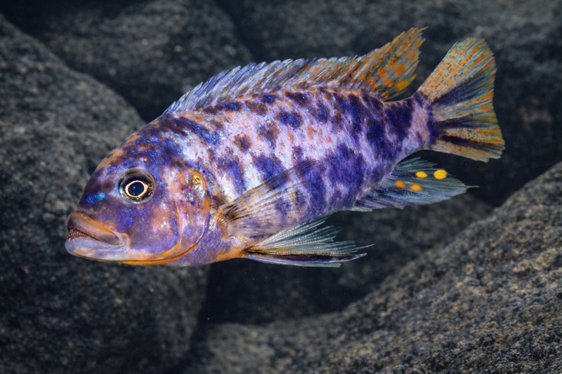 Maylandia fainzilberi 'Ikwasi'